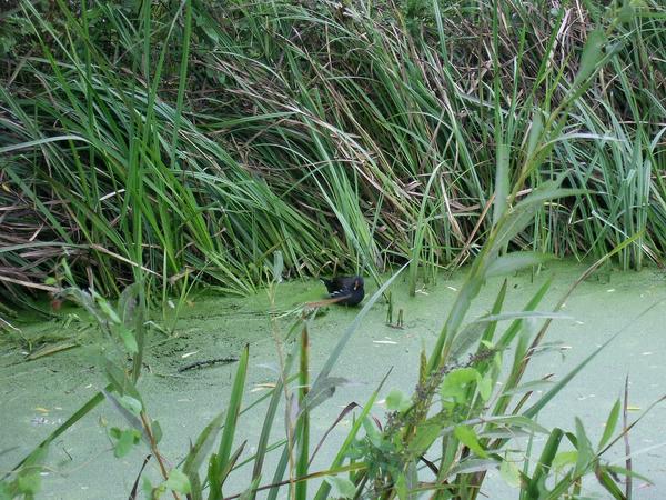 Common Moorhen Common Moorhen