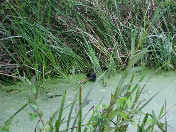 Common Moorhen