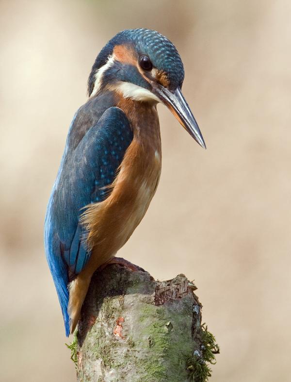 Common Kingfisher