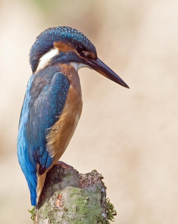Common Kingfisher Common Kingfisher