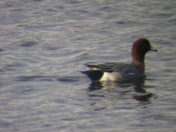 Eurasian Wigeon Eurasian Wigeon