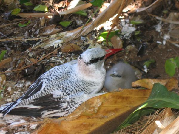 Red-billed Tropicbird Red-billed Tropicbird
