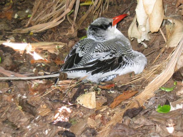 Red-billed Tropicbird