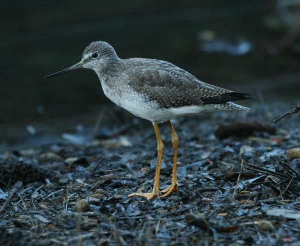 Greater Yellowlegs Greater Yellowlegs