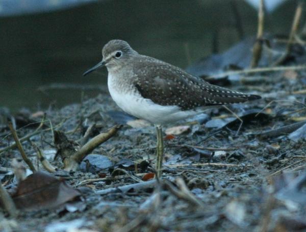 Solitary Sandpiper Solitary Sandpiper