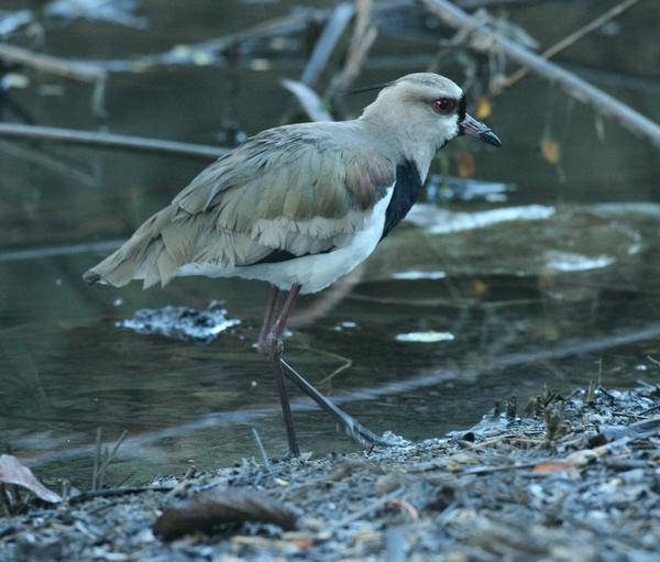 Southern Lapwing Southern Lapwing