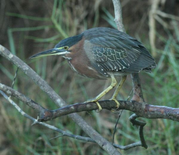 Green Heron