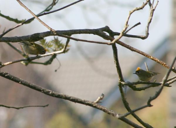 Goldcrest Goldcrest