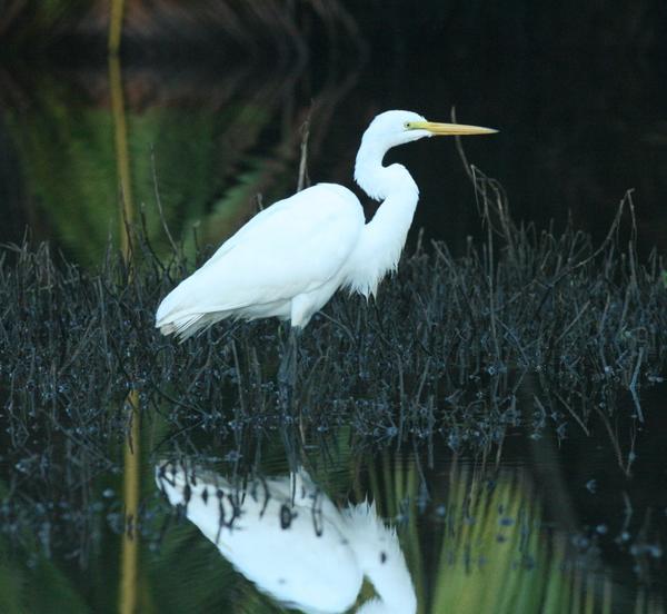 Great Egret