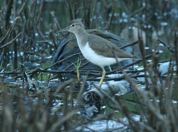 Spotted Sandpiper