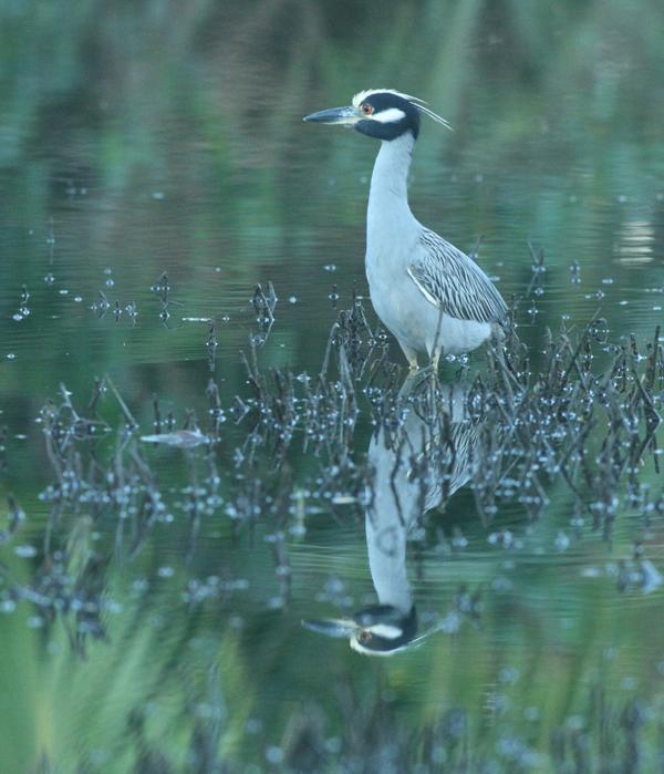 Yellow-crowned Night Heron Yellow-crowned Night Heron