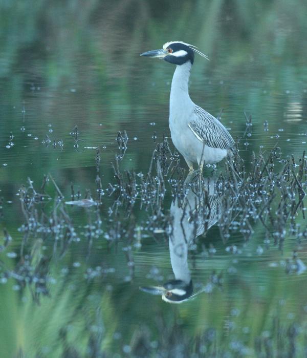 Yellow-crowned Night Heron