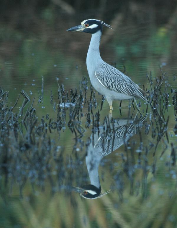 Yellow-crowned Night Heron Yellow-crowned Night Heron