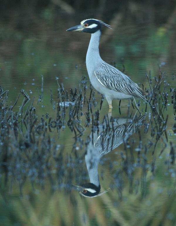 Yellow-crowned Night Heron