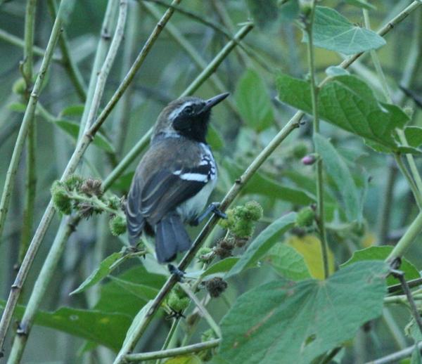 White-fringed Antwren White-fringed Antwren