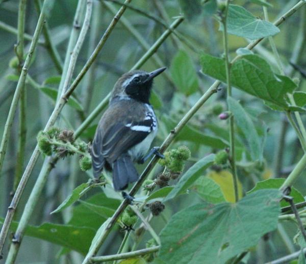 White-fringed Antwren