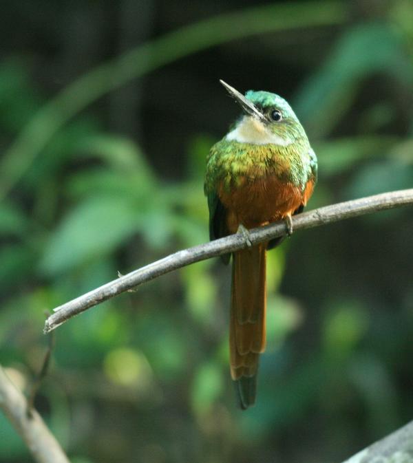 Rufous-tailed Jacamar