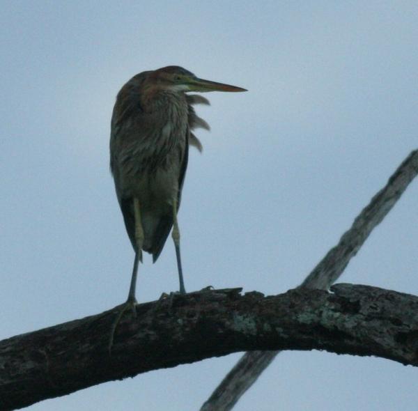 Purple Heron