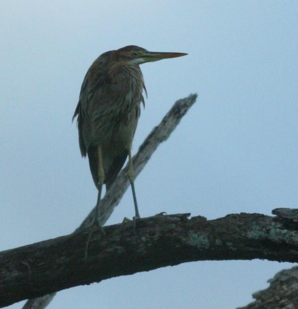 Purple Heron Purple Heron