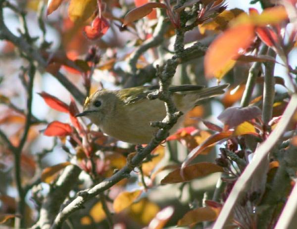 Goldcrest Goldcrest