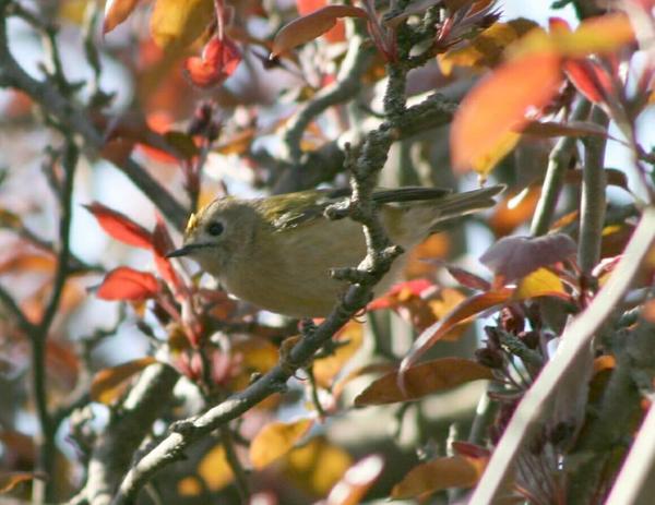 Goldcrest