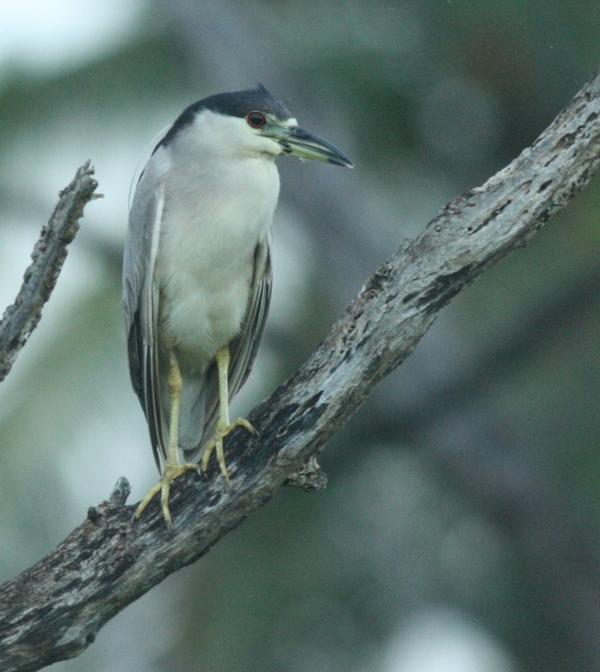 Black-crowned Night Heron