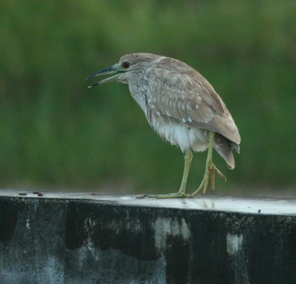 Black-crowned Night Heron Black-crowned Night Heron