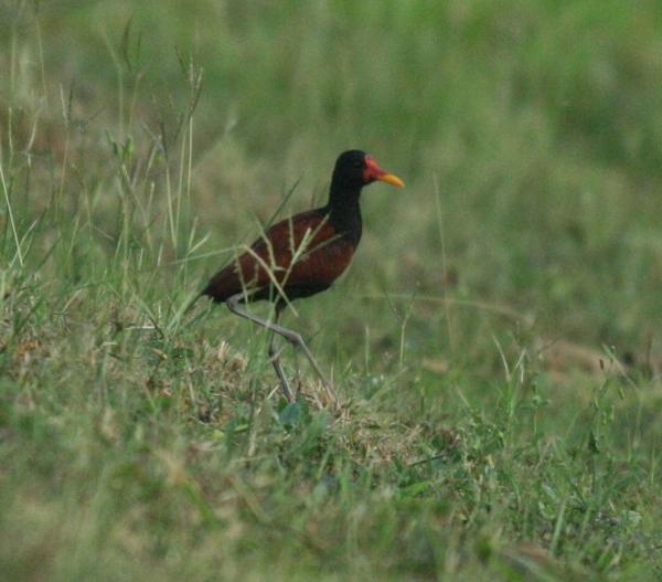 Wattled Jacana