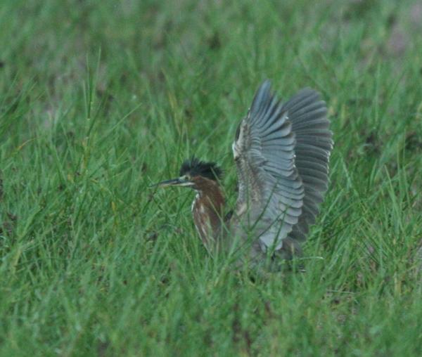 Wattled Jacana