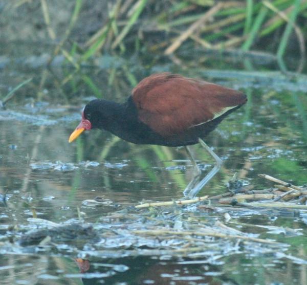 Wattled Jacana