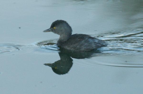 Least Grebe Least Grebe