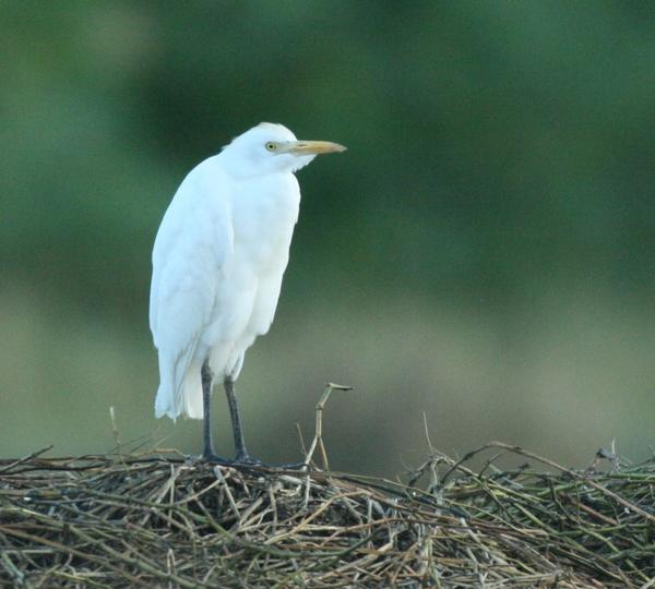 Cattle Egret Cattle Egret