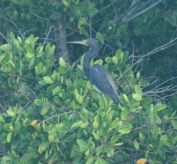 Tricoloured Heron Tricoloured Heron
