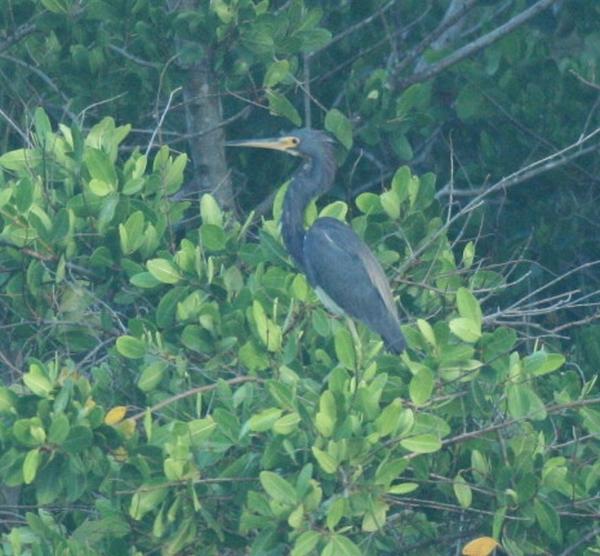 Tricoloured Heron