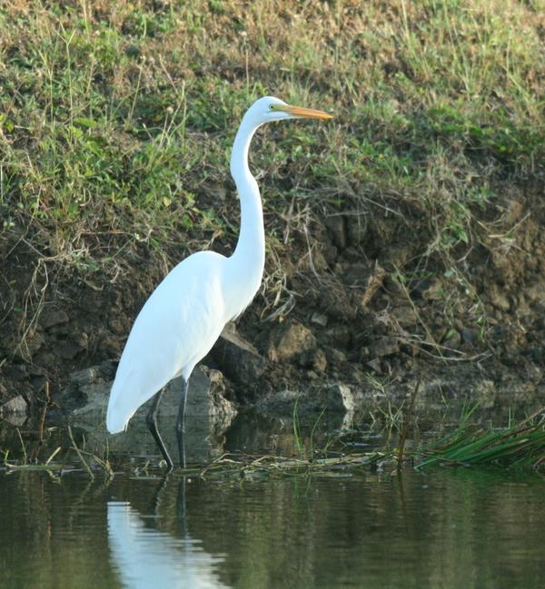 Great Egret Great Egret