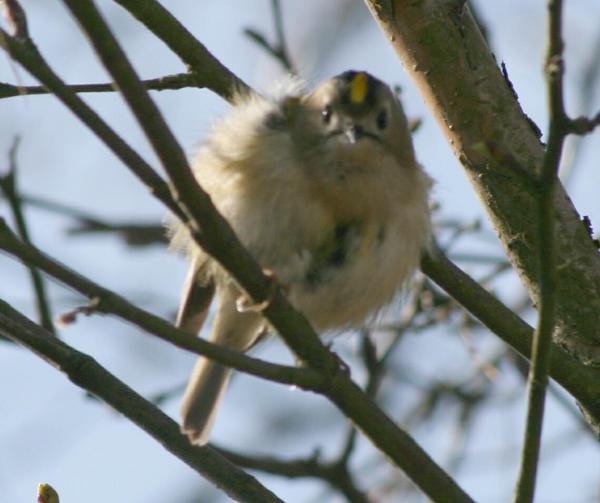 Goldcrest Goldcrest