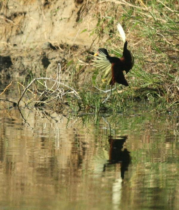 Wattled Jacana Wattled Jacana