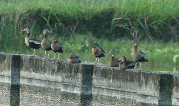 Black-bellied Whistling Duck Black-bellied Whistling Duck