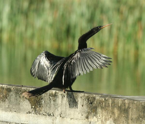 Anhinga Anhinga