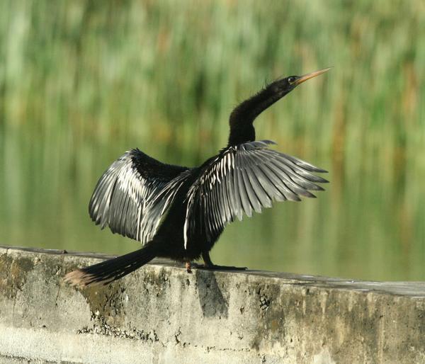 Anhinga