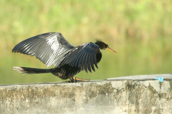 Anhinga Anhinga