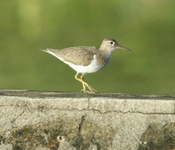 Spotted Sandpiper Spotted Sandpiper