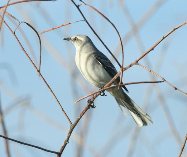 Tropical Mockingbird Tropical Mockingbird