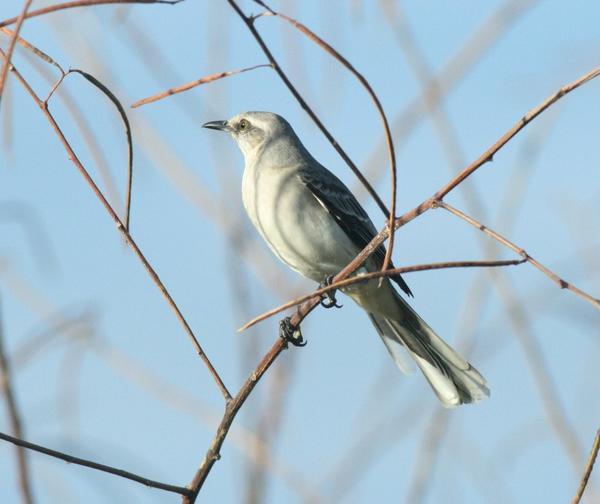 Tropical Mockingbird