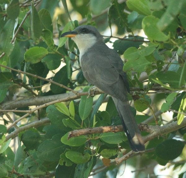 Mangrove Cuckoo Mangrove Cuckoo