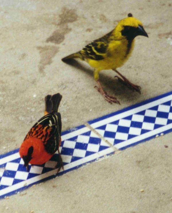 Village Weaver Village Weaver
