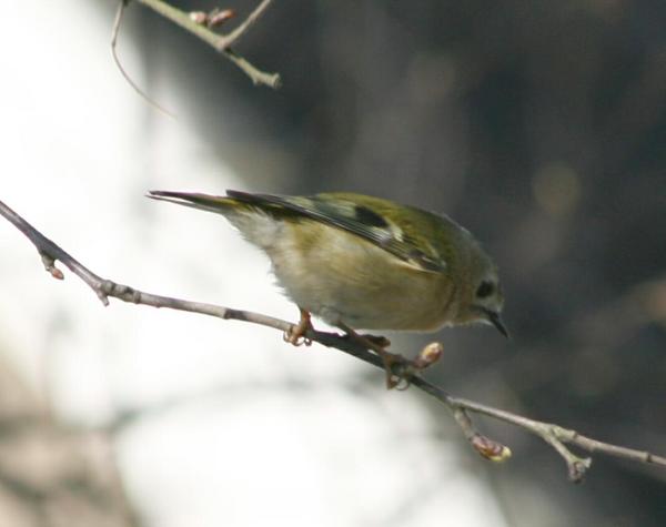 Goldcrest Goldcrest