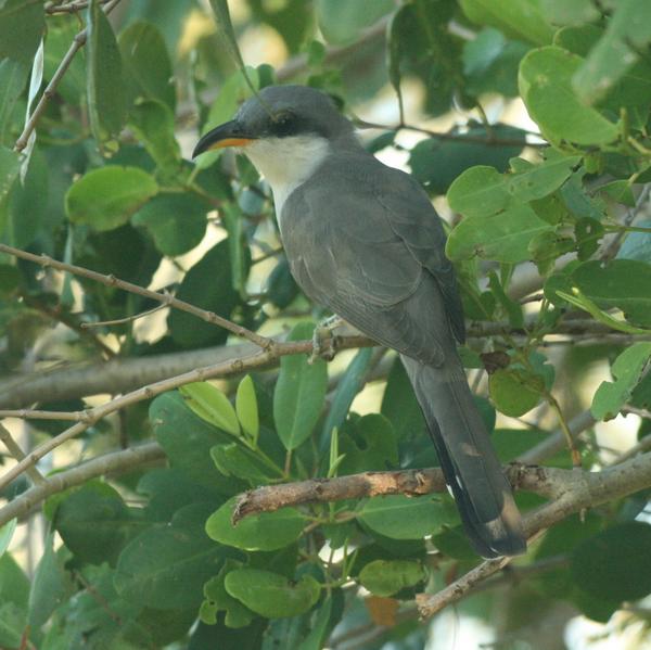 Mangrove Cuckoo Mangrove Cuckoo