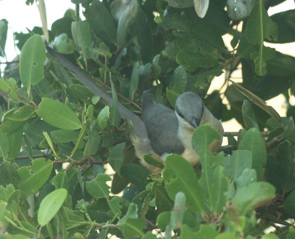 Mangrove Cuckoo Mangrove Cuckoo