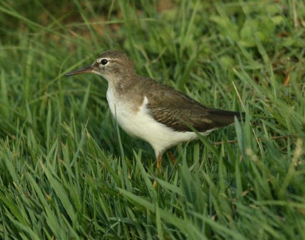 Spotted Sandpiper Spotted Sandpiper
